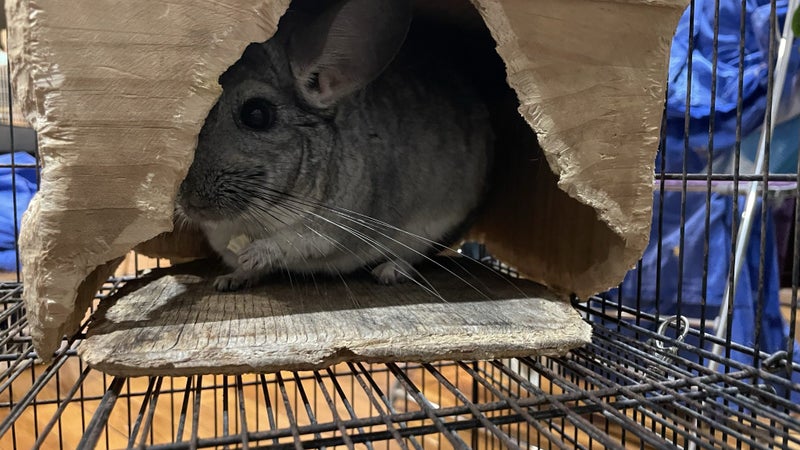 Chinchilla looking for new home! Carousel 2