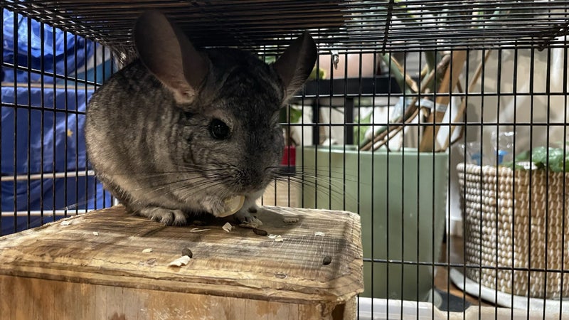 Chinchilla looking for new home! Carousel 1