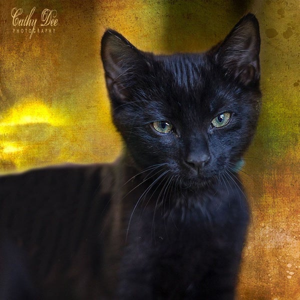 Mitski - 16 wks old - Cat Care Rangiora Carousel 1