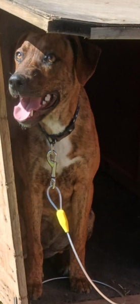 Honey - 5 months, Good with Other Dogs and Children Carousel 1