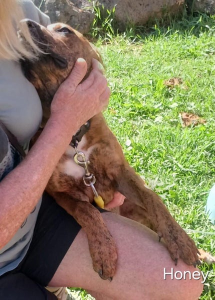 Honey - 5 months, Good with Other Dogs and Children Carousel 2