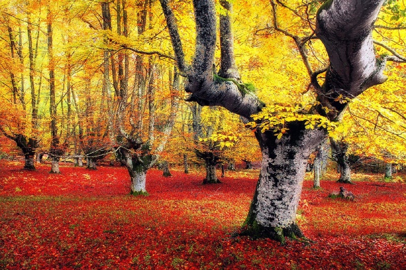 AUTUMN TRANQUILITY - HI RES DIGITAL ART - ARTIKONZ FOREST - 80 x 120 CM 73169 Carousel 1