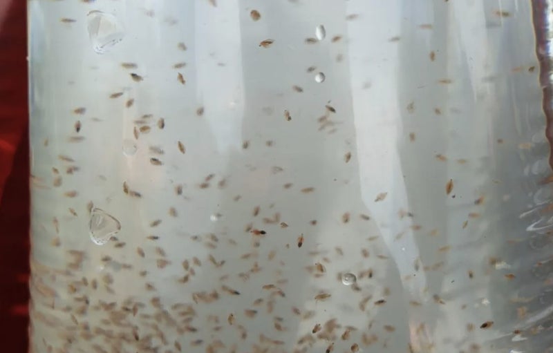 Live Daphnia - 1.5L bottle Carousel 1