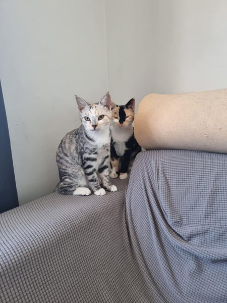 THE STREET CAT PROJECT - LISTING ON BEHALF - MOOSE & BOWIE - FOR ADOPTION Carousel 2