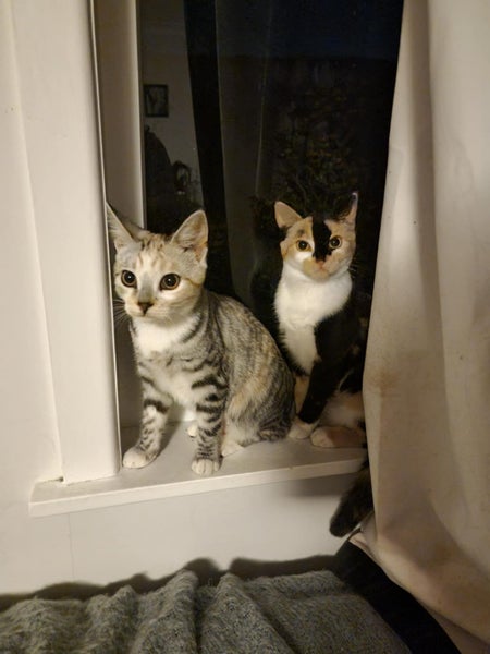 THE STREET CAT PROJECT - LISTING ON BEHALF - MOOSE & BOWIE - FOR ADOPTION Carousel 1