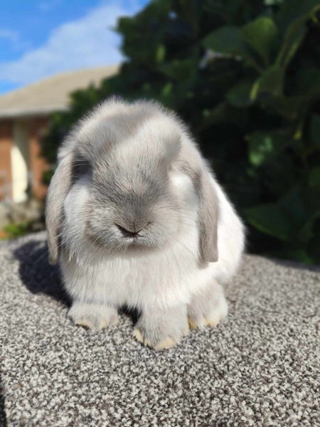 Purebred Mini Lop rabbits Carousel 2