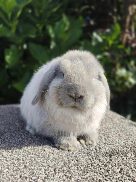 Purebred Mini Lop rabbits Carousel 4