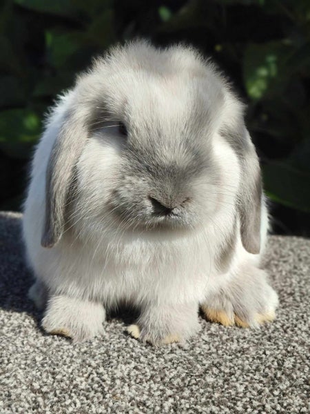 Purebred Mini Lop rabbits Carousel 1