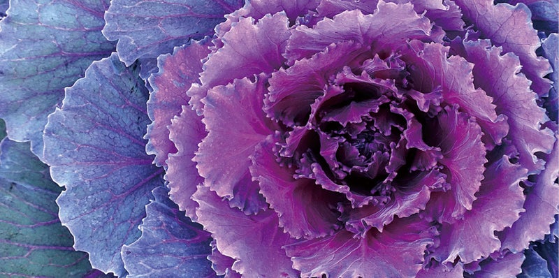 PURPLE FLOWER - HI RES DIGITAL ART - ARTIKONZ FLOWER - SIZE 60 X 180 CM Carousel 1