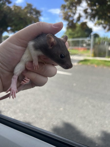 Friendly male rat for sale! Carousel 1