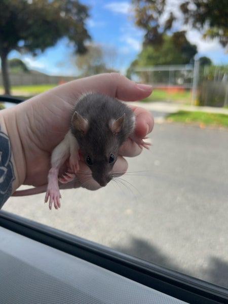 Friendly male rat for sale! Carousel 2