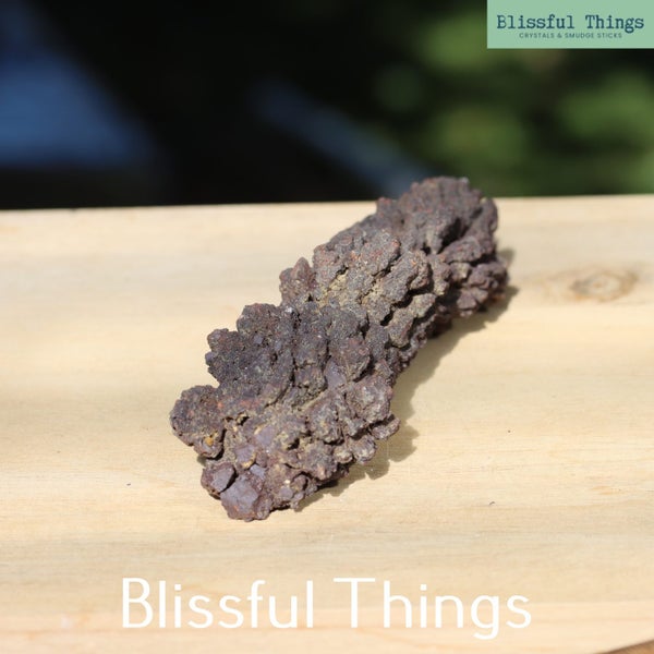 Fossil Poo, Coprolite (TMz115) Carousel 2