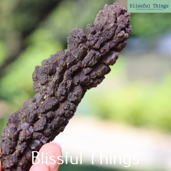 Fossil Poo, Coprolite (TMz115) Carousel 9