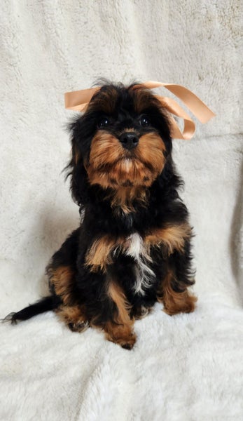 Cavoodle Adorable 1st Generation – Ruby Reds & Black/Tan Carousel 2