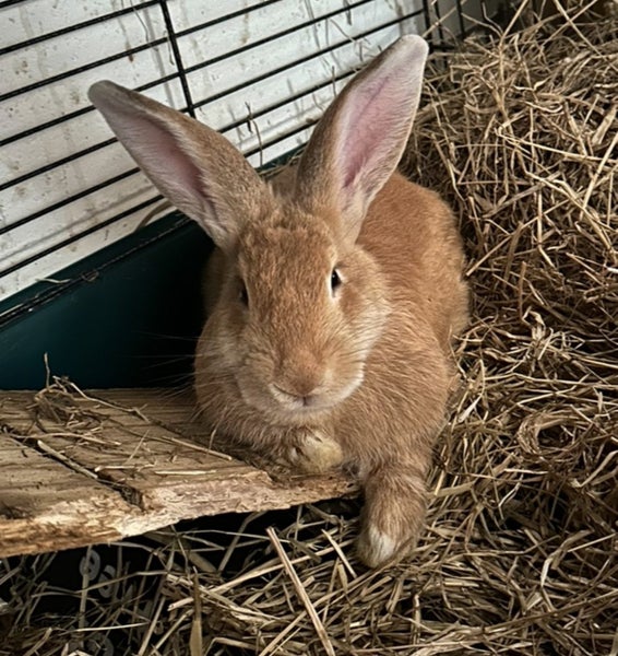 Flemish giant Rabbits for sale Carousel 2