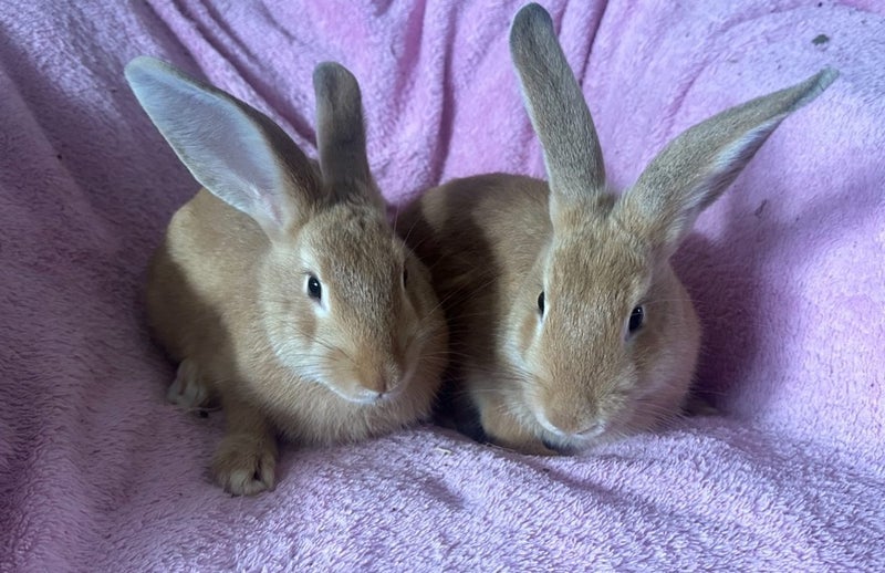Flemish giant Rabbits for sale Carousel 1