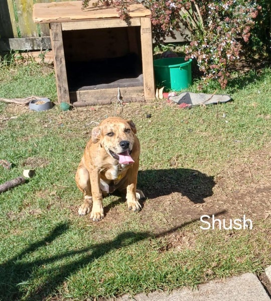 Shush - 5 months, Good with Other Dogs and Children Carousel 2
