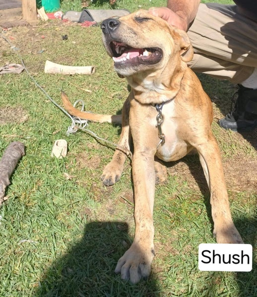 Shush - 5 months, Good with Other Dogs and Children Carousel 1