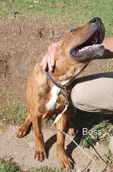 Boss - 5 months, Good with Other Dogs and Children Carousel 2