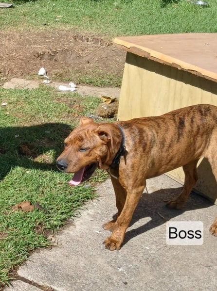 Boss - 5 months, Good with Other Dogs and Children Carousel 1