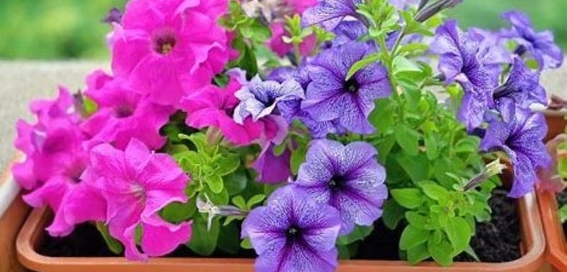 Petunia seed Carousel 1