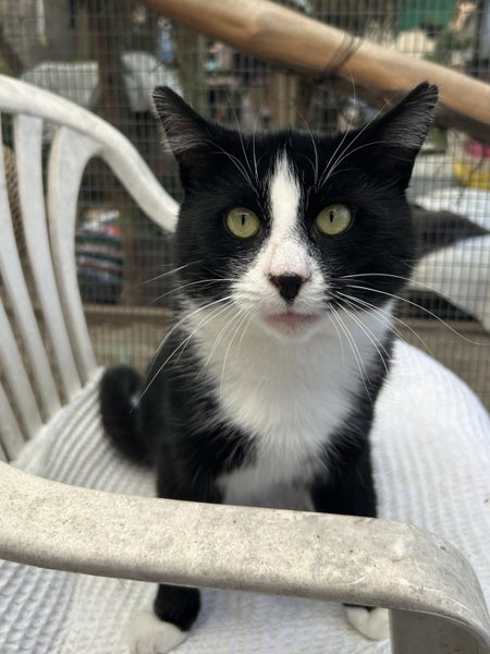 Handsome Rescue Cat "Sylvester" Carousel 2