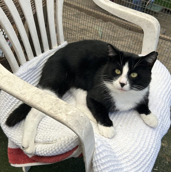 Handsome Rescue Cat "Sylvester" Carousel 1