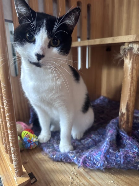 TUX - AVAILABLE FOR ADOPTION - PET WHISPERER RESCUE Carousel 2