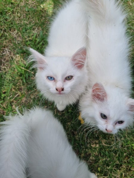 Mix ragdoll kittens Carousel 2