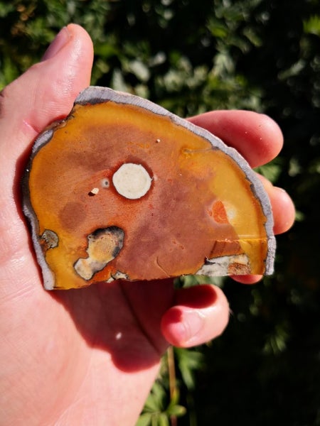 Petrified Wood carving slab Stunning pattern Carousel 2