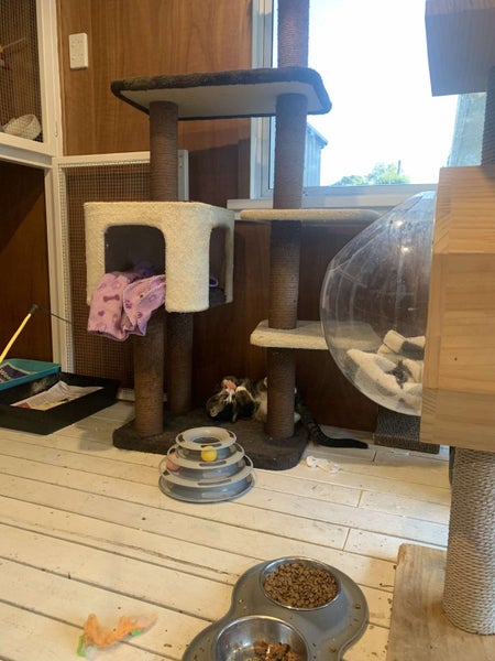 Scaredy Kittens - looking for loving homes Carousel 18