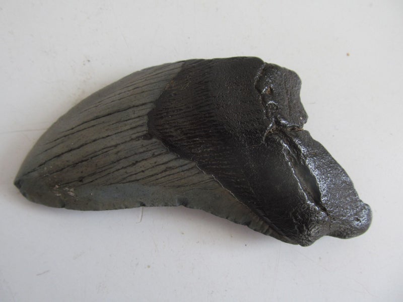 MAGNIFICENT LARGE MEGALODON TOOTH, AUTHENTIC FOSSIL Carousel 1