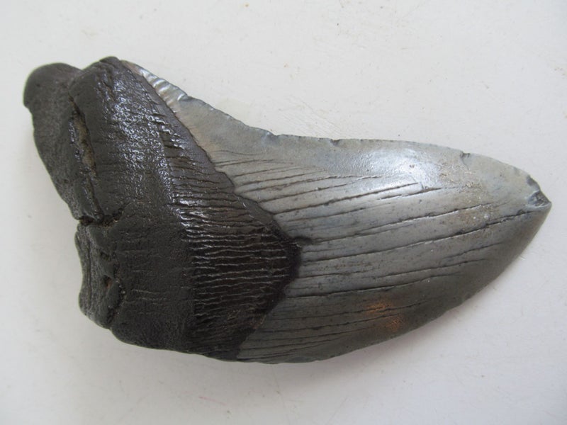 MAGNIFICENT LARGE MEGALODON TOOTH, AUTHENTIC FOSSIL Carousel 2