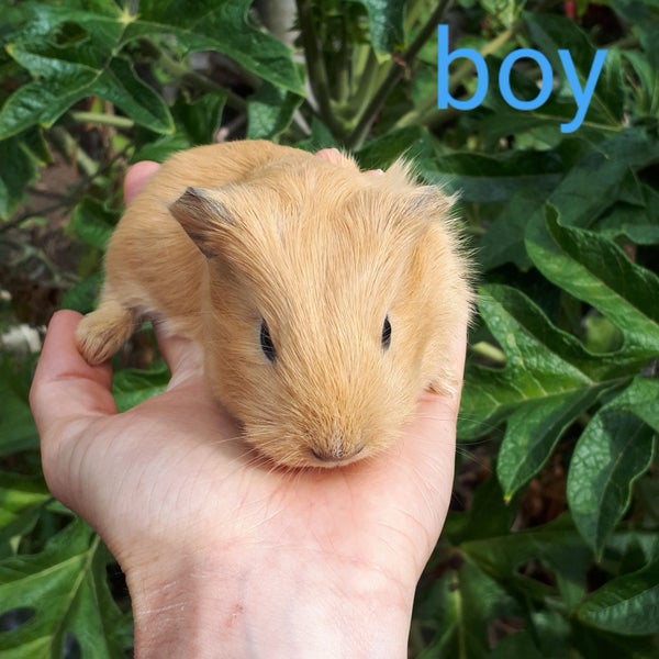 Baby Guinea Pigs Carousel 1