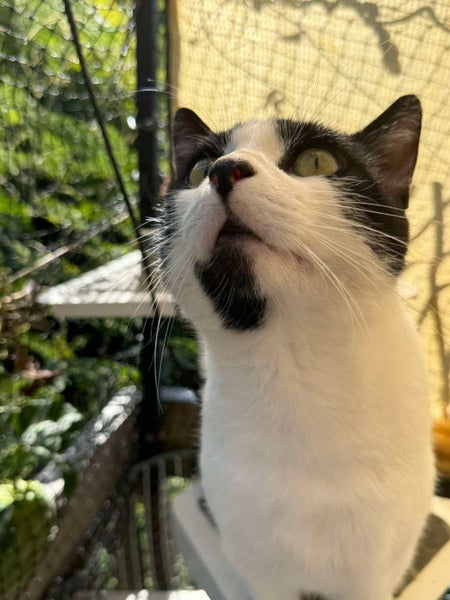 TUX - AVAILABLE FOR ADOPTION - PET WHISPERER RESCUE Carousel 1