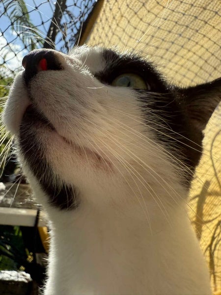 TUX - AVAILABLE FOR ADOPTION - PET WHISPERER RESCUE Carousel 15