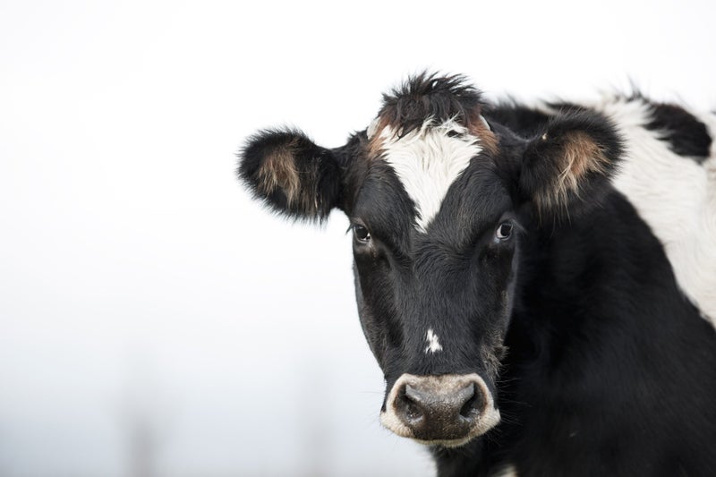 Landcorp Farming Limited Carousel 4