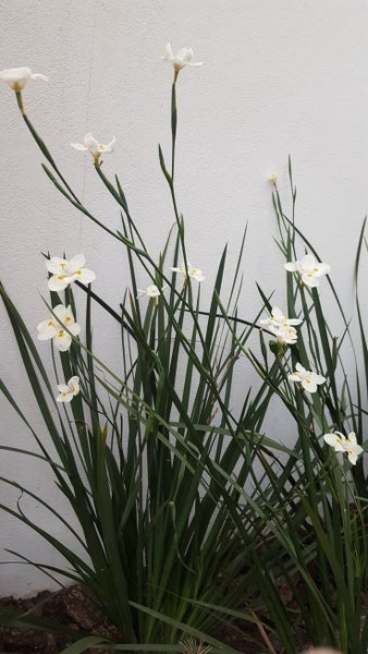 6x Dietes grandiflora "Fairy Iris" Carousel 1