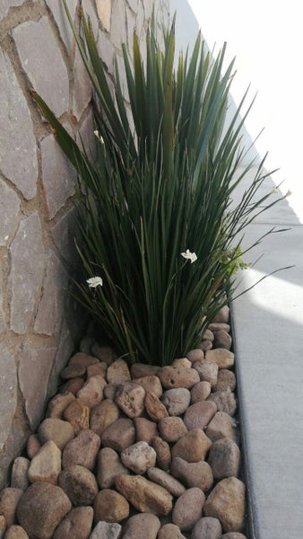 6x Dietes grandiflora "Fairy Iris" Carousel 2