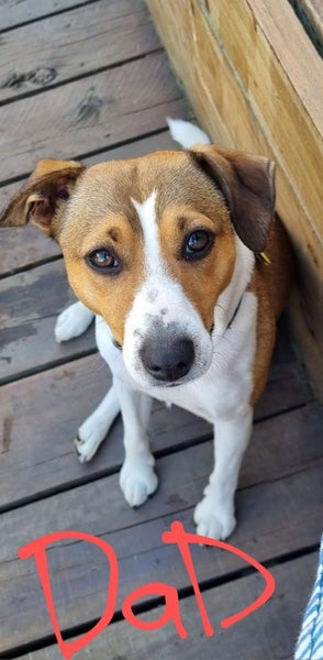 jack russell puppies Carousel 1
