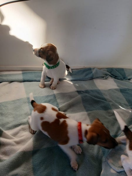 jack russell puppies Carousel 2