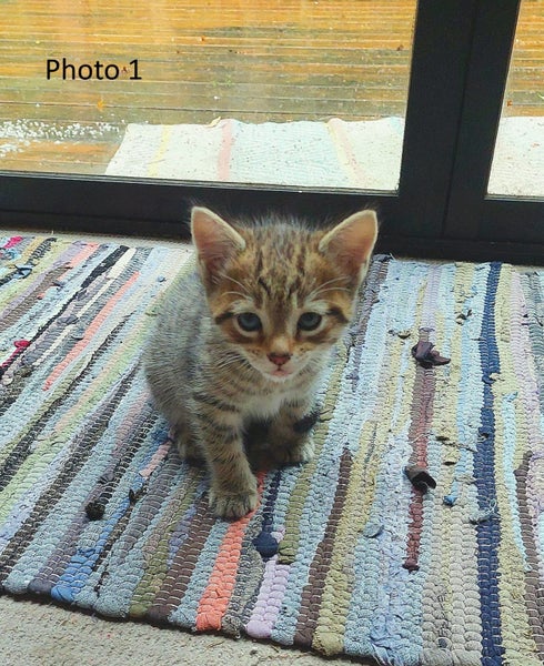 Adorable 9-week-old kittens ragdoll-tabby Crossed Carousel 2