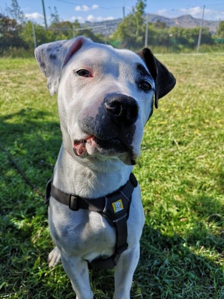 Woody - DOGWATCH dog rescue & rehoming Carousel 2