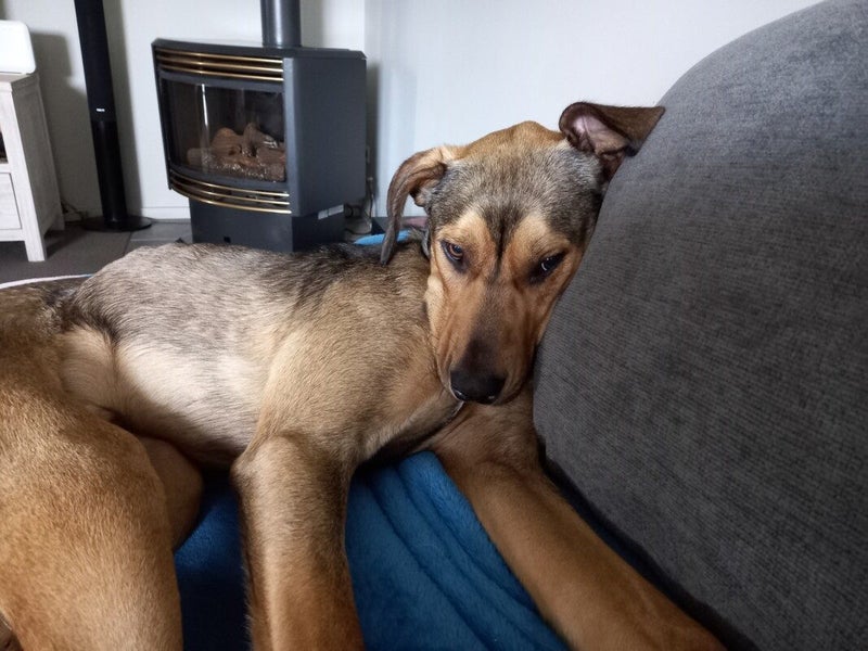 Kenny - DOGWATCH dog rescue & rehoming Carousel 2