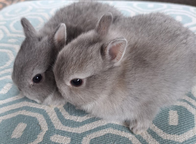 Netherland dwarf kits( purebred) Carousel 1