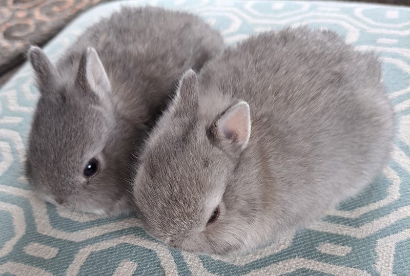 Netherland dwarf kits( purebred) Carousel 2