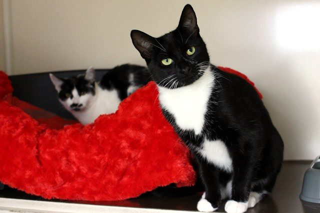 Cats Protection Canterbury - Rosella and Ranger Carousel 1