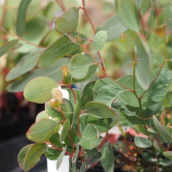 Eucalyptus melliodora seedlings (320 available) Carousel 1