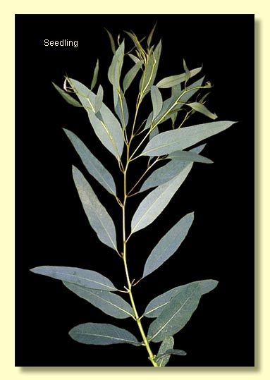 Eucalyptus fraxinoides seedlings (850 available) Carousel 2