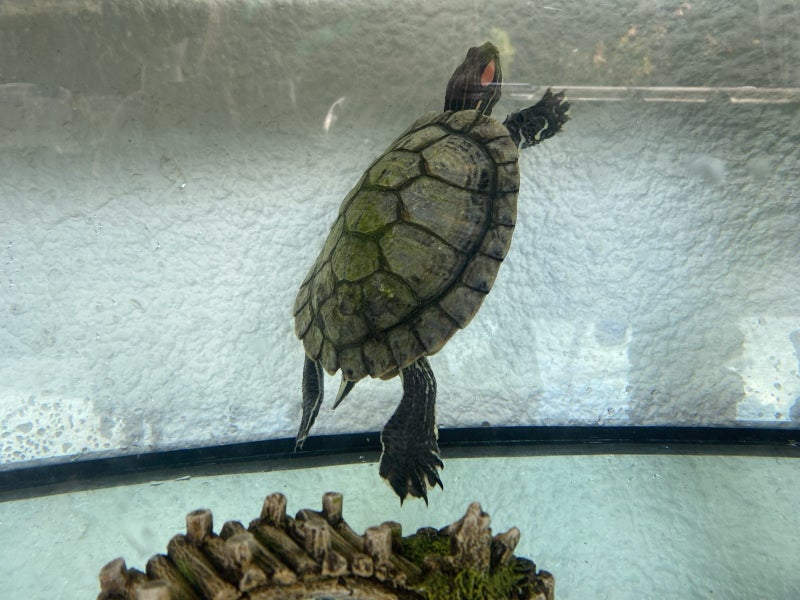 Red Eared Slider turtle, tank and accessories Carousel 1